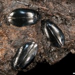 21. Ice Age beetle trapped in the tar