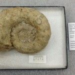 14. Ammonite collected by Keith Young