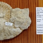 Ammonite-let us know if YOU collected this on a 610 field trip