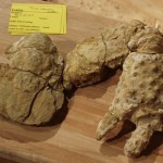 28. TYPE-Decapod crawled around the seafloor near Denton over 100 million years ago
