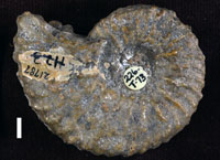Ammonite Cephalopod