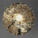 63. Loriolia texana
