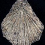 A bivalve