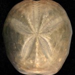 Sea urchin