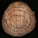 Brachiopod bored by barnacles