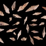 Flock of marine snails