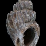 BEG_35610___a1Type Cancellaria