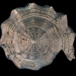 Looking down on the apex of a marine snail