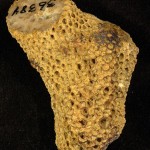 Tabulate coral from northern Texas