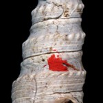 Delicate marine snail