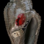 Marine snail collected by Harris before 1895