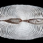 Bivalve hingeline