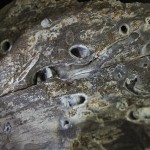 23. Wood bored by marine bivalves 90 million years ago. Figure that out?