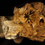 Coral-BEG_34090___a1