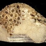 24. Type fossil coral from western Texas.