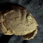 Crab-UT_21187_3