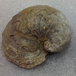 Exogyrid oyster- a transitional variety
