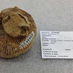 Oddly coiled ammonite