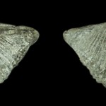 69. Paleozoic brachiopod Brachiospirifer mucronatus