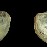 66. Paleozoic btachiopod Marginifera wabashensis