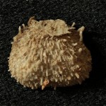 Paleozoic brachiopod with delicate spines