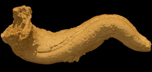 NPL4387ct 3D model of Caprinuloidea perfecta
