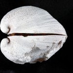 NPL_20397__probably Integrecardium sp