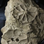 NPL_23976_a2Medusozoa
