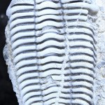 NPL_36351_a1Trilobite