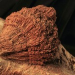 65. Magnificent head of coral, 100 million years ago, New Braunfels, TX