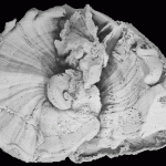 NPL_39335__ Toucasia hancockensis