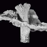 NPL_39344__Pleurocora coalescens