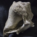 Carnivorous snail from the Stone City Formation