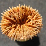 29. A solitary coral from the seas of Texas - about 100 million years ago