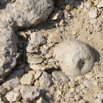 Classic indicators of the Glen Rose Formation.
