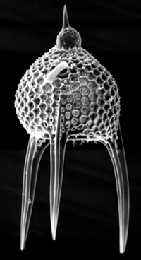 Radiolarian