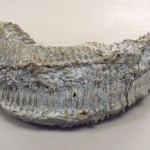 30. Aptly called the 'Denture Clam'