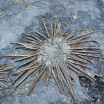 Seaurchin-ArchaeocidaridSlab
