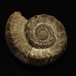 33. Planispiral marine snail from