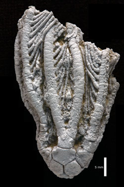 Eopinnacrinus pinnulatus (1121TX66 - Holotype)