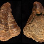 35. TYPE- These oysters are sometimes called Texas toenails.