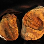 25. Impression and cast of a trilobite.