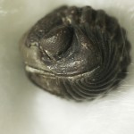 Trilobite-NPL_62853_02
