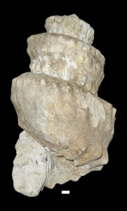 Plesioturrilites brazoensis