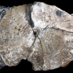 Ammonite described by Cragin in the Geological Survey of Texas