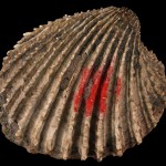 TYPE- bivalve