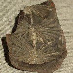 Leaves- UT37524-Annularia inflata
