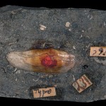 Slab with bivalve fossil
