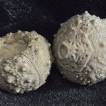 TYPE-Salenia scotti