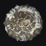 64. Leptosalenia stenzeli